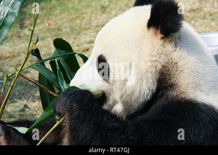 Panda Bambus essen Stockfoto