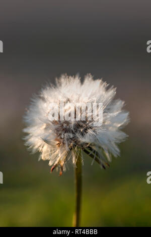 Löwenzahn Blume Leiter mit weissen Samen close-up in der Hintergrundbeleuchtung der Sonnenstrahlen auf einem unscharfen Hintergrund Stockfoto