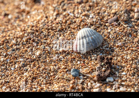 Sea Shell liegen auf kleine Kieselsteine am Strand ganz nah Stockfoto