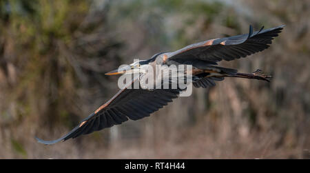 Ein Reiher in Florida Stockfoto