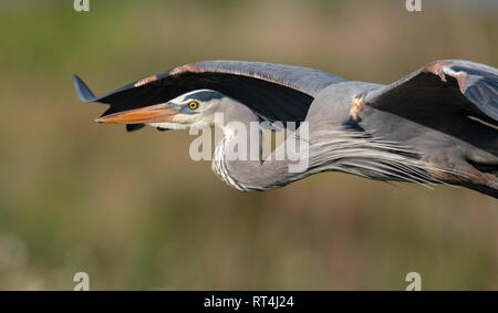 Ein Reiher in Florida Stockfoto