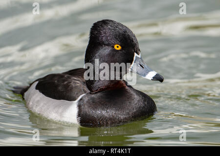 Ring – Necked Duck Stockfoto