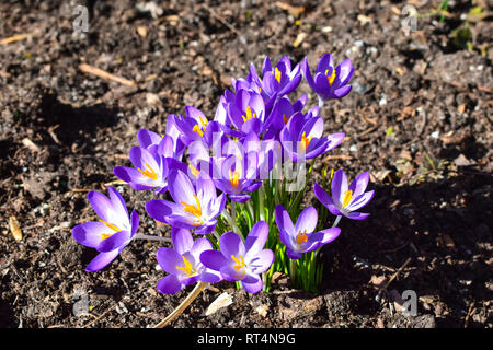 Violette krokusse Frühling Blumen. Stockfoto
