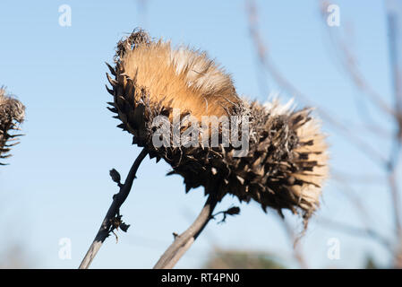 Das Saatgut Köpfe der riesige Distel, Cynara Cardunculus, auch bekannt als die Cardoon. Stockfoto