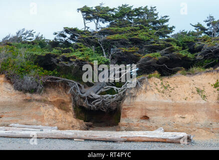 Eine Sitka-Fichte, bekannt als "Baum des Lebens", klammert sich an ihren Wurzeln an einer Küstenklippe entlang der Pazifikküste auf der Olympic Peninsula fest. Stockfoto