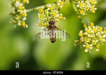 Marmalade Hoverfly (Episyrphus balteatus) auf ein paar Blumen. Stockfoto