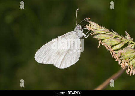 Einen einzigen weißen Schmetterling (Leptidea sinapis) der Familie Pieridae, hocken auf Gras in einem Wald Lichtung. Stockfoto