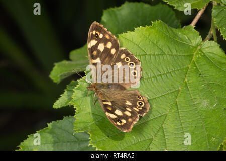 Ein ringelwürmer Schmetterling (Aphantopus hyperantus) aus der Familie der Nymphalidae, hocken auf einem dornbusch Blatt. Stockfoto