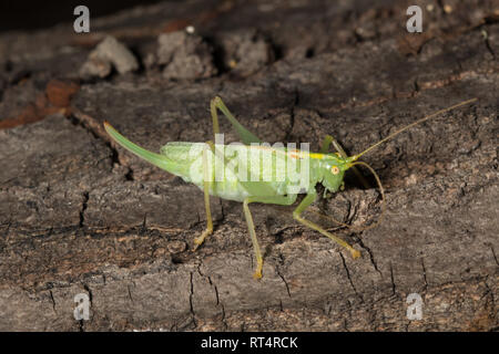 Meconema thalassinum ist ein Insekt in der Familie Tettigoniidae bekannt als die Eiche Bush - Kricket und Drumming katydid. Stockfoto