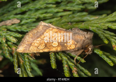 Eine mattierte Orange Moth (Gortyna flavago) auf einem Leyland Zypresse Bush thront. Stockfoto