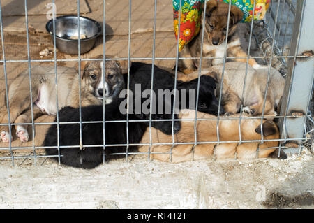 Welpen nach dem Essen Schlafen in der Voliere, den Tierschutz, Rettungshunde, ehrenamtliche Arbeit Stockfoto