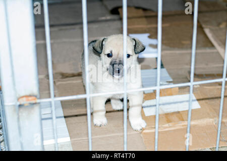 Schöne kleine Welpen in Stadt Tierheim, Tierschutz, Tierheim, ehrenamtliche Arbeit Stockfoto