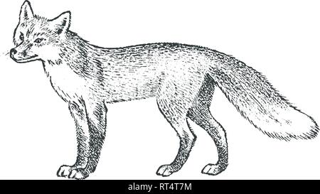 Red Fox, wildes Tier. Symbol des Nordens und den Wald. Vintage Schwarzweiß-Stil. Predator in Europa. Graviert hand gezeichnete Skizze für Banner oder Etikett Stock Vektor