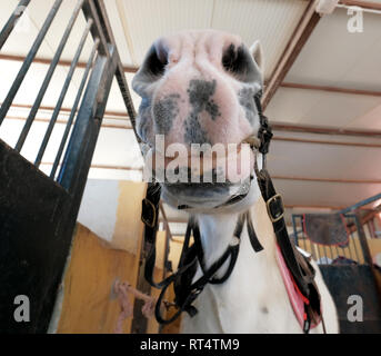 Schließen der Schnauze des Weißen lustig Pferd Stockfoto