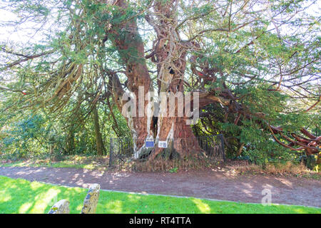 Die alten historischen Crowhurst Eibe, geglaubt, um mindestens 1000 Jahre alt sein, vielleicht so alt wie die 2000 Jahre, East Sussex, Großbritannien Stockfoto