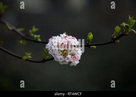 Tiefenschärfe Blume Hintergrundbild. Tiefenschärfe photographys Stockfoto