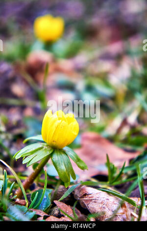 Erste Blütezeit winterling im Frühjahr. Stockfoto