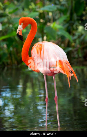 Amerikanische Flamingo (Phoenicopterus Ruper) im Teich an Everglades Wonder Garten, Bonita Springs, Florida, USA Stockfoto