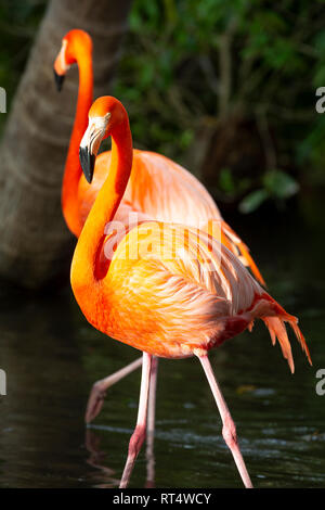 Amerikanische Flamingo (Phoenicopterus Ruper) im Teich an Everglades Wonder Garten, Bonita Springs, Florida, USA Stockfoto