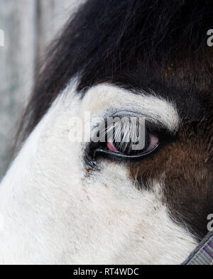 Sussex. Der South Downs. Poynings. In der Nähe der Horse Eye mit sehr langen Wimpern. Stockfoto