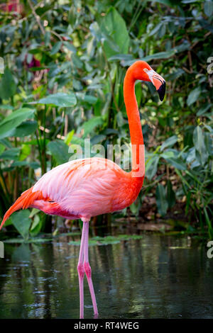 Amerikanische Flamingo (Phoenicopterus Ruper) im Teich an Everglades Wonder Garten, Bonita Springs, Florida, USA Stockfoto