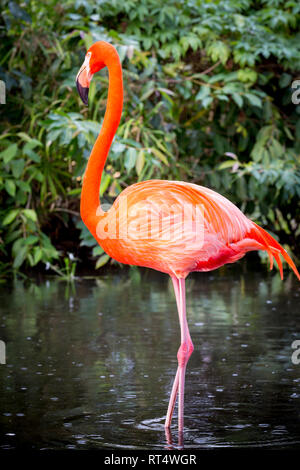 Amerikanische Flamingo (Phoenicopterus Ruper) im Teich an Everglades Wonder Garten, Bonita Springs, Florida, USA Stockfoto