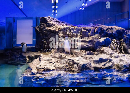 Pinguin auf Stein. Tokio, Japan. Stockfoto