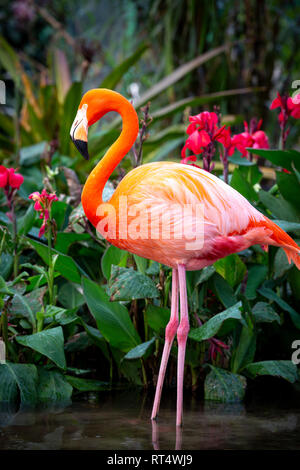 Amerikanische Flamingo (Phoenicopterus Ruper) im Teich an Everglades Wonder Garten, Bonita Springs, Florida, USA Stockfoto