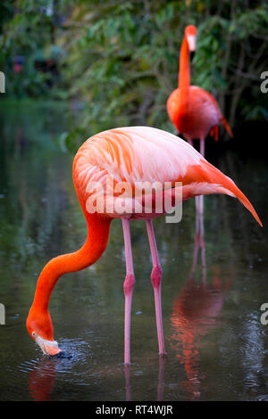 Amerikanische Flamingo (Phoenicopterus Ruper) im Teich an Everglades Wonder Garten, Bonita Springs, Florida, USA Stockfoto