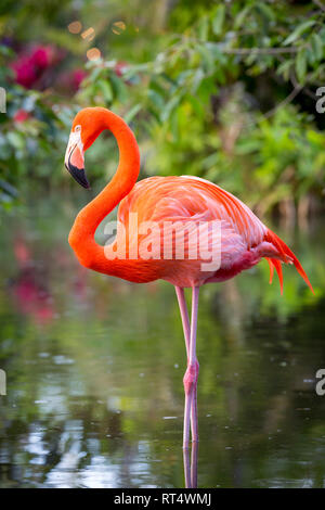 Amerikanische Flamingo (Phoenicopterus Ruper) im Teich an Everglades Wonder Garten, Bonita Springs, Florida, USA Stockfoto