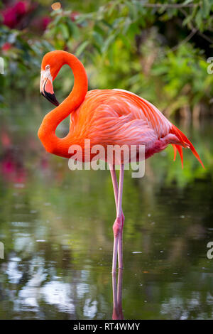Amerikanische Flamingo (Phoenicopterus Ruper) im Teich an Everglades Wonder Garten, Bonita Springs, Florida, USA Stockfoto