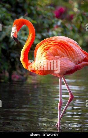 Amerikanische Flamingo (Phoenicopterus Ruper) im Teich an Everglades Wonder Garten, Bonita Springs, Florida, USA Stockfoto