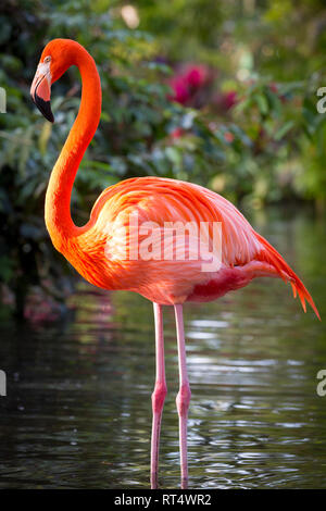 Amerikanische Flamingo (Phoenicopterus Ruper) im Teich an Everglades Wonder Garten, Bonita Springs, Florida, USA Stockfoto