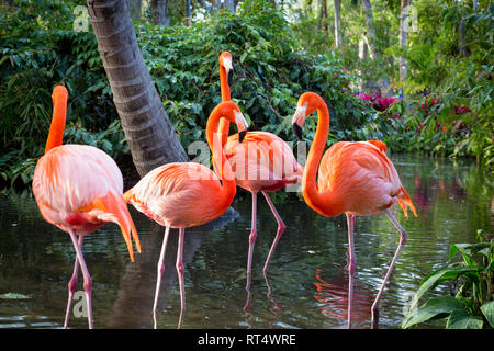 Amerikanische Flamingo (Phoenicopterus Ruper) im Teich an Everglades Wonder Garten, Bonita Springs, Florida, USA Stockfoto