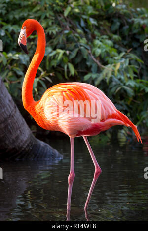 Amerikanische Flamingo (Phoenicopterus Ruper) im Teich an Everglades Wonder Garten, Bonita Springs, Florida, USA Stockfoto