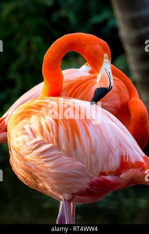 Amerikanische Flamingo (Phoenicopterus Ruper) im Teich an Everglades Wonder Garten, Bonita Springs, Florida, USA Stockfoto