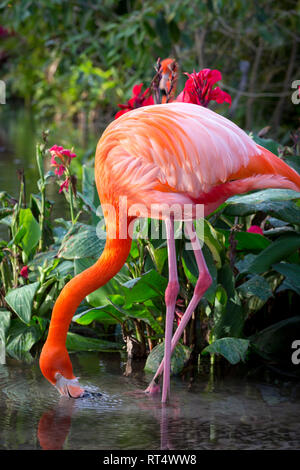 Amerikanische Flamingo (Phoenicopterus Ruper) im Teich an Everglades Wonder Garten, Bonita Springs, Florida, USA Stockfoto