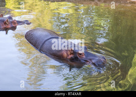 Hippopotamus in das Wasser an der Oasis Park in Fuerteventura, Spanien. Stockfoto