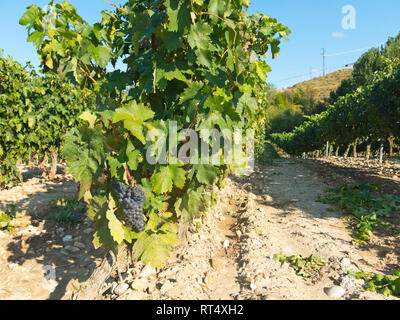 Feld mit Weinbergen in Logroño, in der spanischen Region La Rioja, berühmt für die Herstellung von Rotwein. La Rioja ist die Region mit der höchsten Gewinnen Stockfoto
