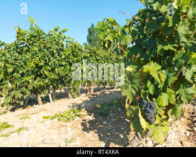 Feld mit Weinbergen in Logroño, in der spanischen Region La Rioja, berühmt für die Herstellung von Rotwein. La Rioja ist die Region mit der höchsten Gewinnen Stockfoto