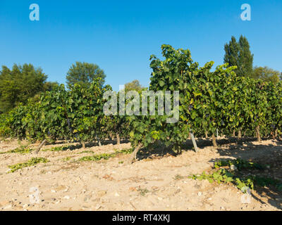 Feld mit Weinbergen in Logroño, in der spanischen Region La Rioja, berühmt für die Herstellung von Rotwein. La Rioja ist die Region mit der höchsten Gewinnen Stockfoto
