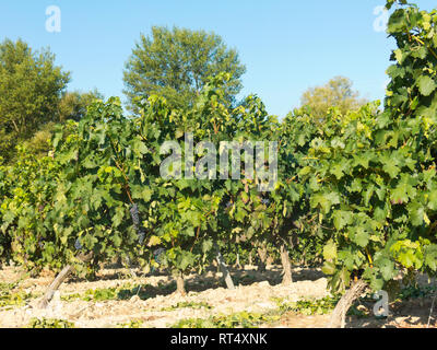 Feld mit Weinbergen in Logroño, in der spanischen Region La Rioja, berühmt für die Herstellung von Rotwein. La Rioja ist die Region mit der höchsten Gewinnen Stockfoto