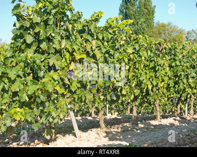 Feld mit Weinbergen in Logroño, in der spanischen Region La Rioja, berühmt für die Herstellung von Rotwein. La Rioja ist die Region mit der höchsten Gewinnen Stockfoto