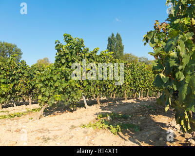 Feld mit Weinbergen in Logroño, in der spanischen Region La Rioja, berühmt für die Herstellung von Rotwein. La Rioja ist die Region mit der höchsten Gewinnen Stockfoto