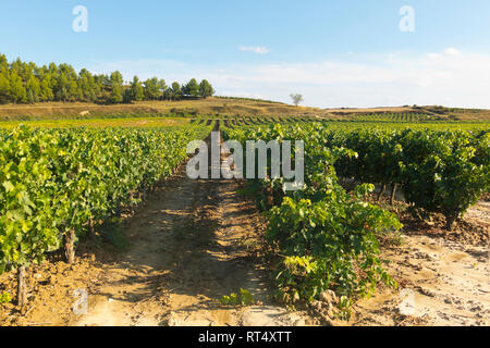 Feld mit Weinbergen in Logroño, in der spanischen Region La Rioja, berühmt für die Herstellung von Rotwein. La Rioja ist die Region mit der höchsten Gewinnen Stockfoto
