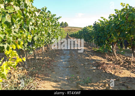 Feld mit Weinbergen in Logroño, in der spanischen Region La Rioja, berühmt für die Herstellung von Rotwein. La Rioja ist die Region mit der höchsten Gewinnen Stockfoto