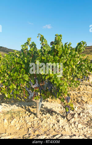 Feld mit Weinbergen in Logroño, in der spanischen Region La Rioja, berühmt für die Herstellung von Rotwein. La Rioja ist die Region mit der höchsten Gewinnen Stockfoto