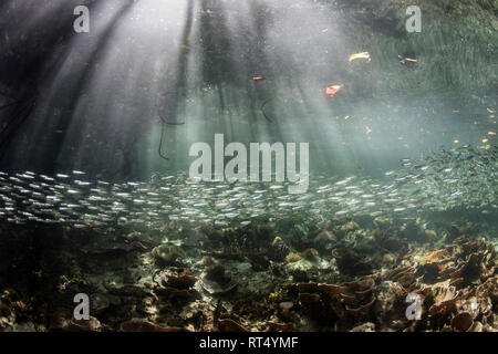 Eine große Schule von schlanken silversides Schwimmen durch ein blaues Wasser Mangroven. Stockfoto