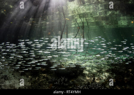 Eine große Schule von schlanken silversides Schwimmen durch ein blaues Wasser Mangroven. Stockfoto