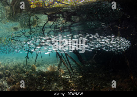 Eine große Schule von schlanken silversides Schwimmen durch ein blaues Wasser Mangroven. Stockfoto